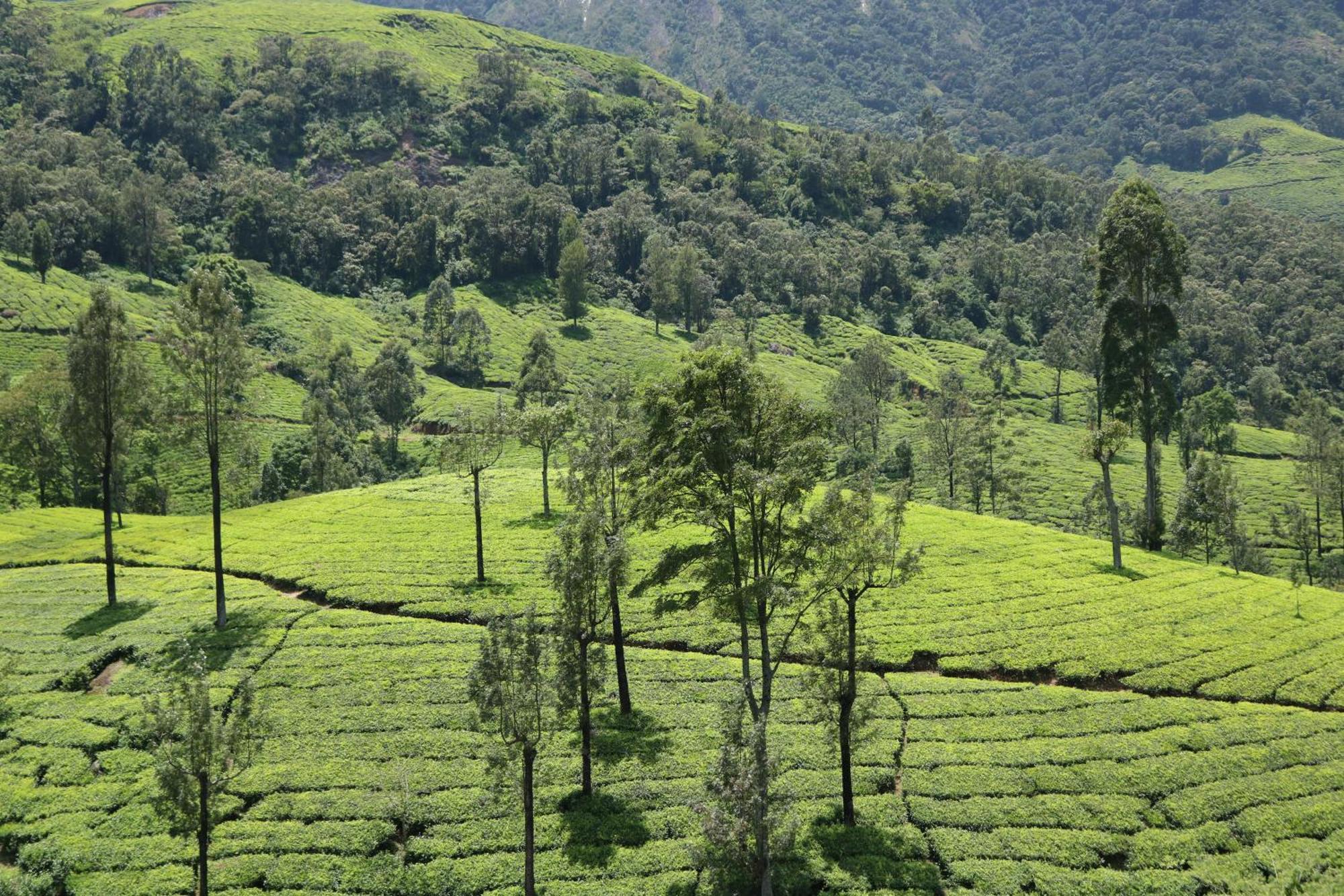 Asprin Homestay Munnar Exteriör bild