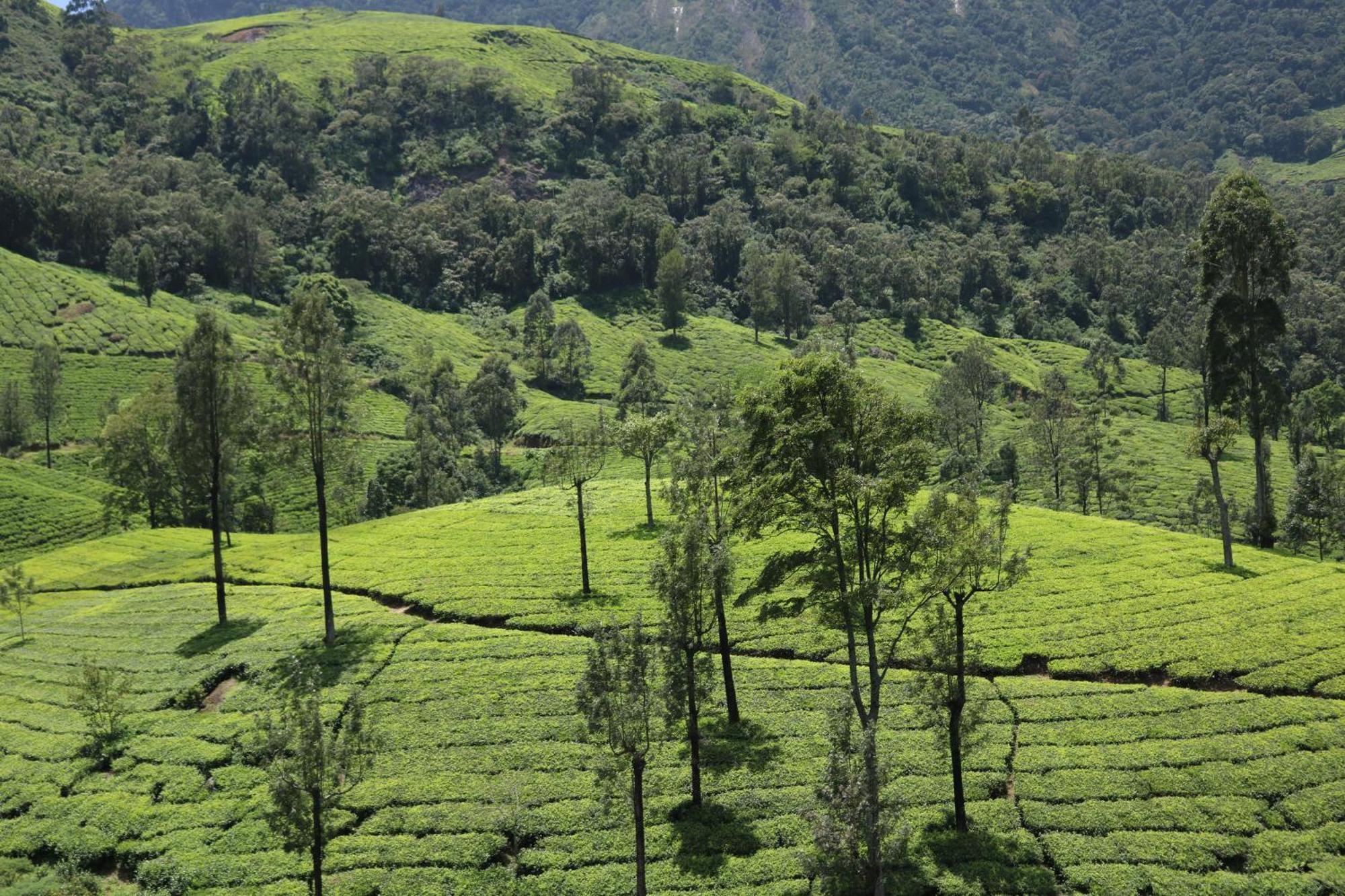 Asprin Homestay Munnar Exteriör bild